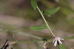 Common blue wood aster